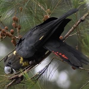 Calyptorhynchus lathami lathami at Wingello, NSW - suppressed