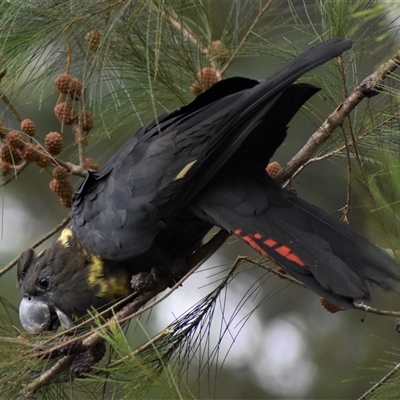 Calyptorhynchus lathami lathami (Glossy Black-Cockatoo) at Wingello, NSW - 2 Feb 2022 by GITM1