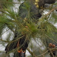 Calyptorhynchus lathami lathami at Wingello, NSW - suppressed