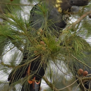 Calyptorhynchus lathami lathami at Wingello, NSW - suppressed