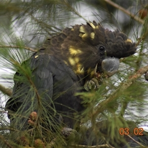 Calyptorhynchus lathami lathami at Wingello, NSW - suppressed