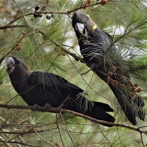 Calyptorhynchus lathami lathami at Wingello, NSW - suppressed