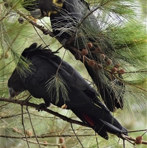 Calyptorhynchus lathami lathami at Wingello, NSW - suppressed