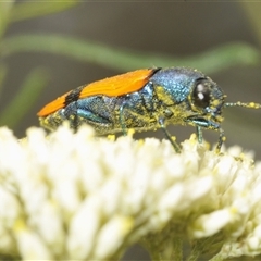 Castiarina skusei (A Jewel Beetle) at Bungonia, NSW - 14 Dec 2024 by Harrisi