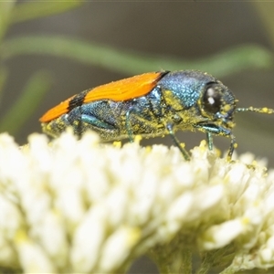 Castiarina skusei at Bungonia, NSW - 14 Dec 2024