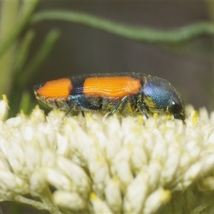 Castiarina skusei at Bungonia, NSW - 14 Dec 2024