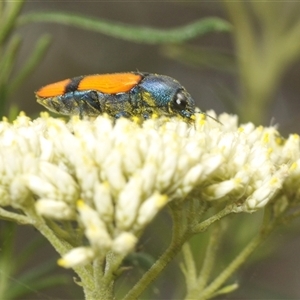 Castiarina skusei at Bungonia, NSW - 14 Dec 2024