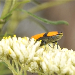 Castiarina skusei at Bungonia, NSW - 14 Dec 2024