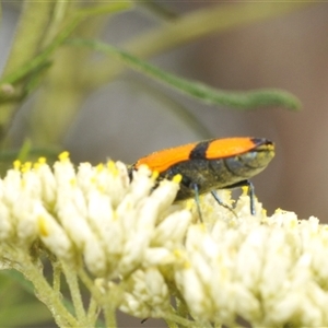 Castiarina skusei at Bungonia, NSW - 14 Dec 2024