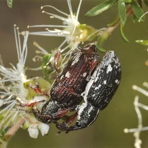 Unidentified Weevil (Curculionoidea) at Fitzroy Falls, NSW by Harrisi