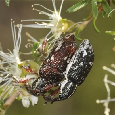 Unidentified Weevil (Curculionoidea) at Fitzroy Falls, NSW - 14 Dec 2024 by Harrisi