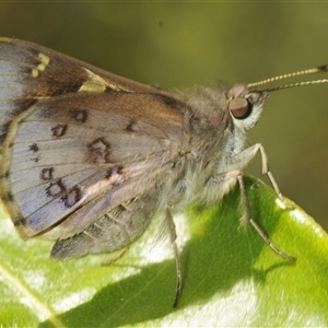 Unidentified Skipper (Hesperiidae) at Fitzroy Falls, NSW by Harrisi