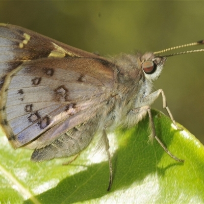 Unidentified Skipper (Hesperiidae) at Fitzroy Falls, NSW - 14 Dec 2024 by Harrisi