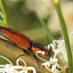 Unidentified Click beetle (Elateridae) at Tianjara, NSW - 13 Dec 2024 by Harrisi