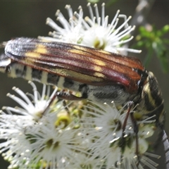 Hesthesis sp. (genus) (Wasp-mimic longicorn beetle) at Tianjara, NSW - 13 Dec 2024 by Harrisi