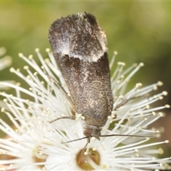 Unidentified Moth (Lepidoptera) at Boolijah, NSW - 13 Dec 2024 by Harrisi