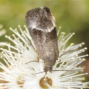 Gelechioidea (superfamily) (Unidentified Gelechioid moth) at Boolijah, NSW by Harrisi