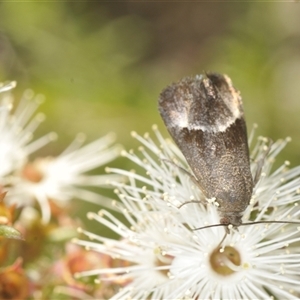 Gelechioidea (superfamily) at Boolijah, NSW - 13 Dec 2024 02:21 PM