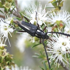 Cerambycidae (family) at Tianjara, NSW - 13 Dec 2024 by Harrisi