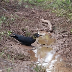 Calyptorhynchus lathami lathami (Glossy Black-Cockatoo) at Penrose, NSW - 30 Sep 2021 by GITM1