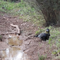 Calyptorhynchus lathami lathami at Penrose, NSW - 30 Sep 2021