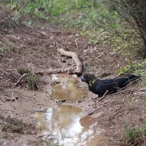 Calyptorhynchus lathami lathami at Penrose, NSW - 30 Sep 2021