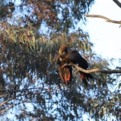 Calyptorhynchus lathami lathami at Penrose, NSW - 30 Sep 2021