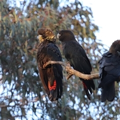 Calyptorhynchus lathami lathami at Penrose, NSW - 30 Sep 2021