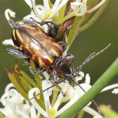 Mecynodera coxalgica (Leaf beetle) at Tianjara, NSW - 13 Dec 2024 by Harrisi