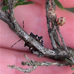 Oechalia schellenbergii (Spined Predatory Shield Bug) at Bungendore, NSW - 14 Dec 2024 by clarehoneydove