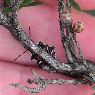 Oechalia schellenbergii (Spined Predatory Shield Bug) at Bungendore, NSW - 14 Dec 2024 by clarehoneydove