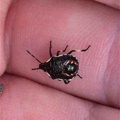 Oechalia schellenbergii at Bungendore, NSW - suppressed