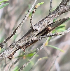 Campion sp. (genus) (Mantis Fly) at Bungendore, NSW - 14 Dec 2024 by clarehoneydove