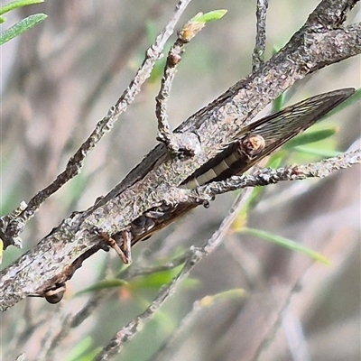 Unidentified Other Lacewing (several families) at Bungendore, NSW - 14 Dec 2024 by clarehoneydove