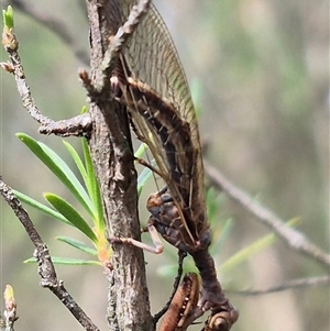 Campion sp. (genus) at Bungendore, NSW - suppressed