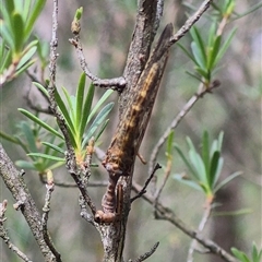 Campion sp. (genus) at Bungendore, NSW - suppressed