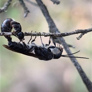 Thynninae (subfamily) at Bungendore, NSW - suppressed