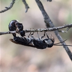 Thynninae (subfamily) at Bungendore, NSW - suppressed