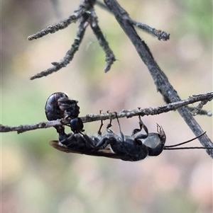 Thynninae (subfamily) at Bungendore, NSW - 14 Dec 2024