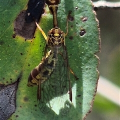 Spaminta minjerribae (Mantisfly) at Bungendore, NSW - 14 Dec 2024 by clarehoneydove