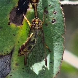 Spaminta minjerribae at Bungendore, NSW - suppressed