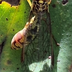 Spaminta minjerribae at Bungendore, NSW - suppressed