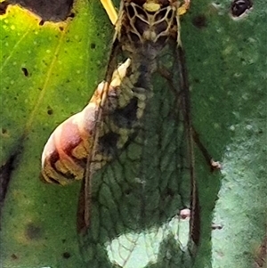 Spaminta minjerribae at Bungendore, NSW - suppressed