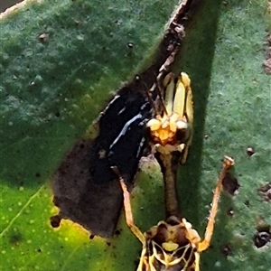 Spaminta minjerribae at Bungendore, NSW - suppressed