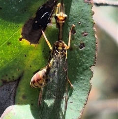 Spaminta minjerribae at Bungendore, NSW - suppressed