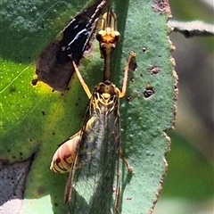 Spaminta minjerribae at Bungendore, NSW - suppressed