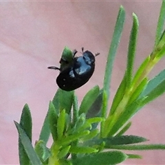 Scarabaeinae (subfamily) (Dung beetle) at Bungendore, NSW - 11 Dec 2024 by clarehoneydove