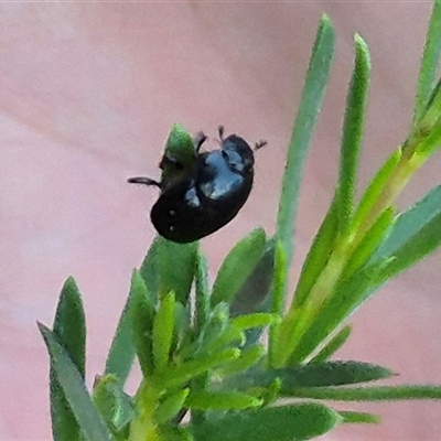 Unidentified Beetle (Coleoptera) at Bungendore, NSW - 11 Dec 2024 by clarehoneydove