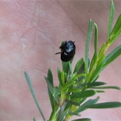 Scarabaeinae (subfamily) at suppressed - suppressed
