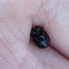 Scarabaeinae (subfamily) at suppressed - suppressed